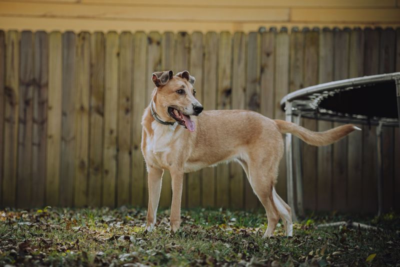 What If the Injured Dog Was on Its Own Property?