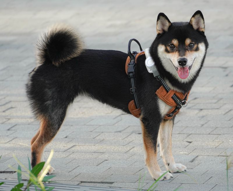 Recent Photo Of Your Dog