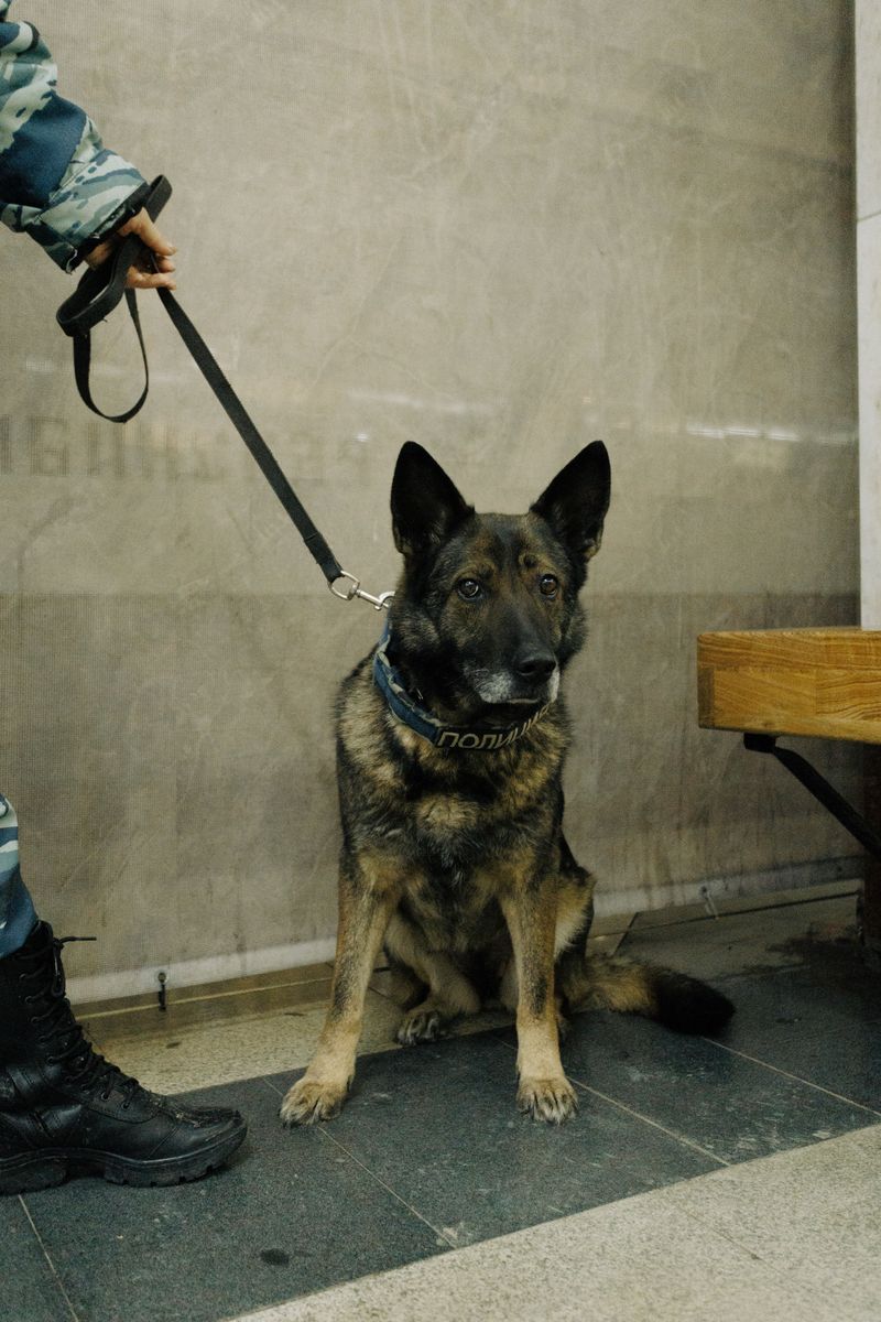 Police Dogs Are an Exception