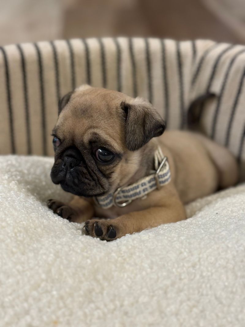 Keep Puppy Bedding Dry After Humid or Rainy Days