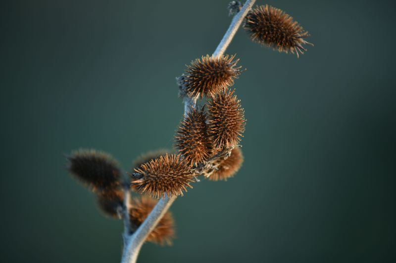 Watch for Burrs and Grass Seeds