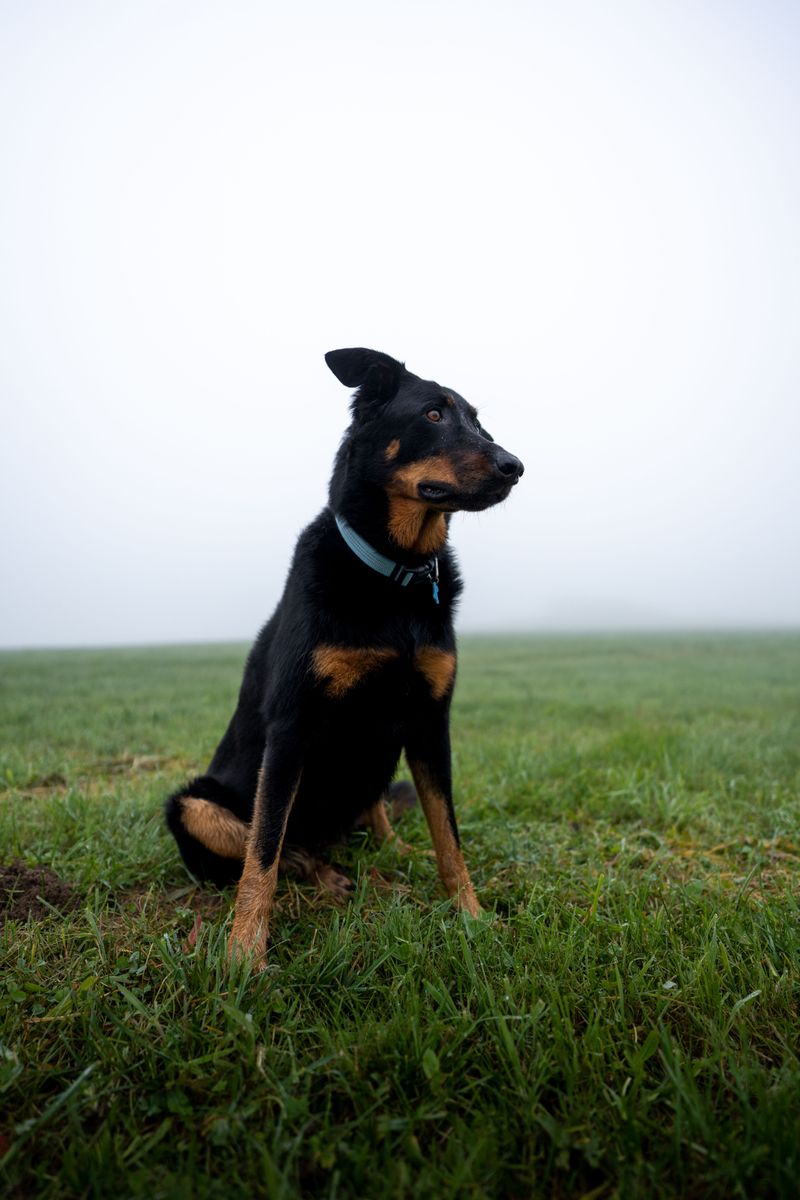 Beauceron: French Farm Heritage
