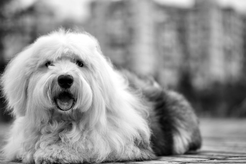 Old English Sheepdog: The Shaggy Drover