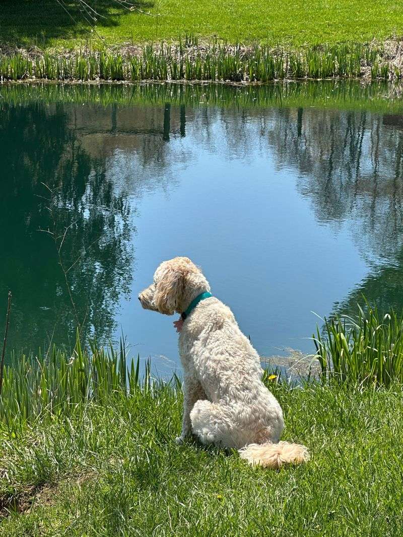 Farm Ponds, Irrigation Ditches, and Water Troughs Need Supervision