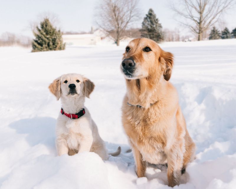 Building a Seasonal First-Year Dog Budget