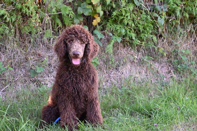 Irish Water Spaniel: Curls and Courage