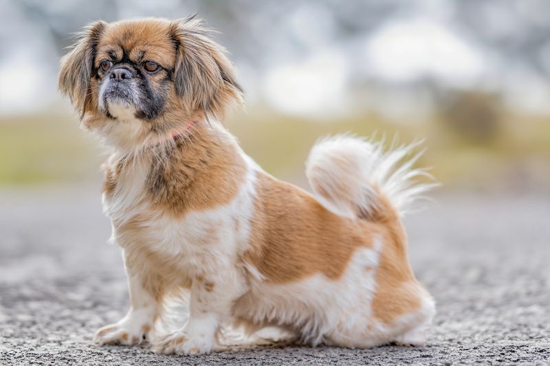 Tibetan Spaniel: The Little Lookout