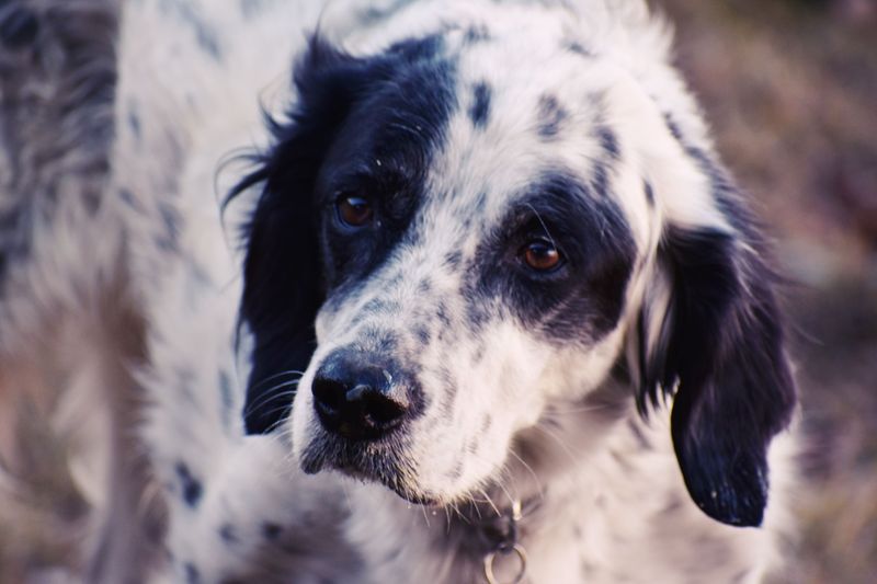 English Setter: Feathered Style With Field Sense