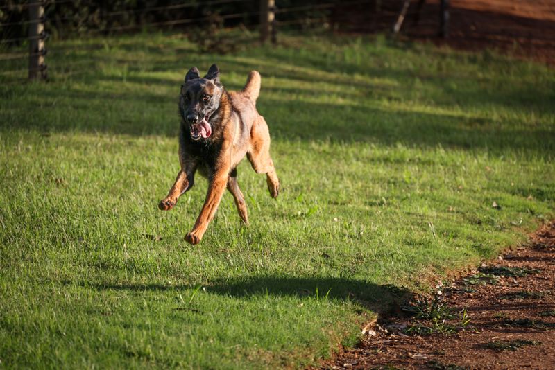 Belgian Malinois: Rocket-Fueled Guardian