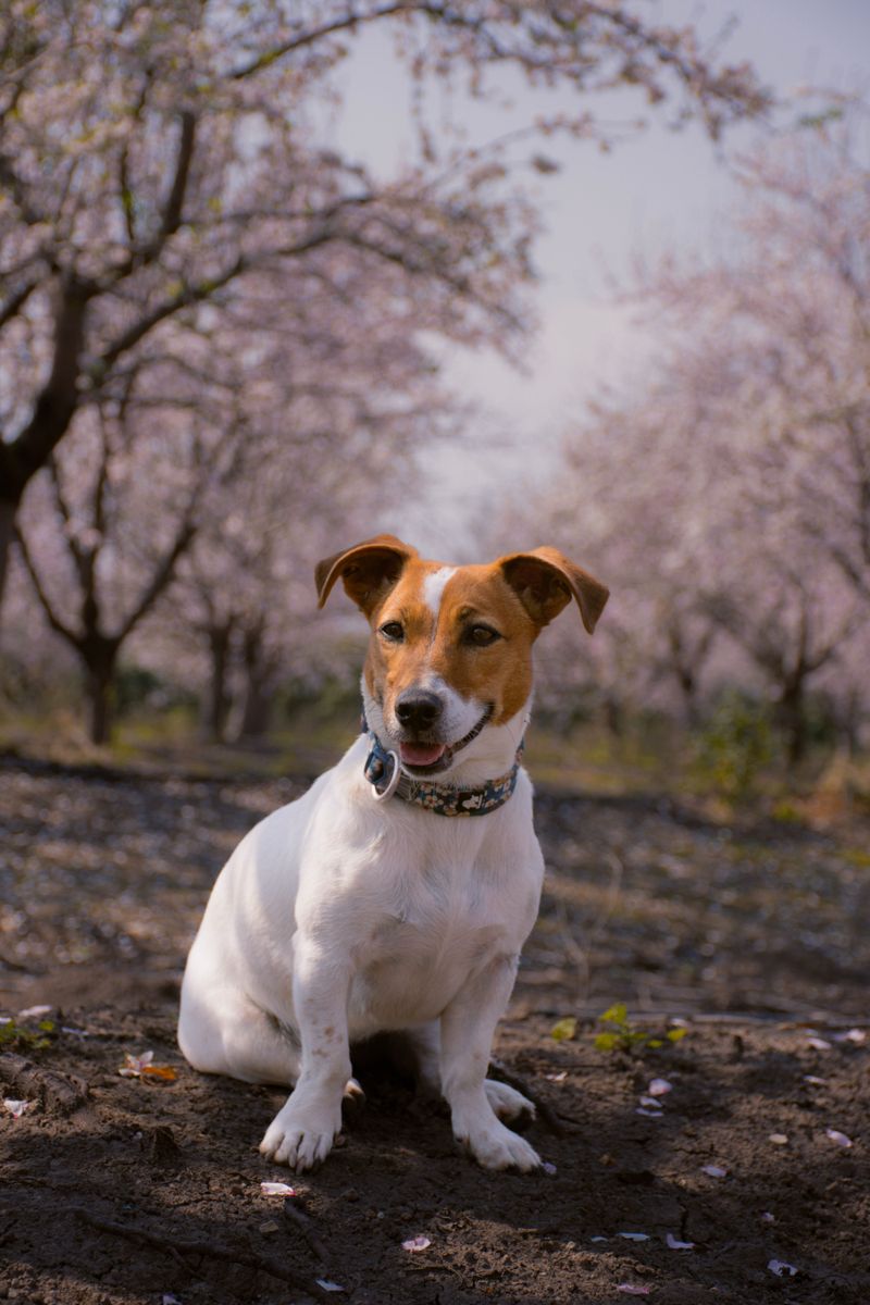 Jack Russell Terrier: Small Paws, Big Farm Opinions