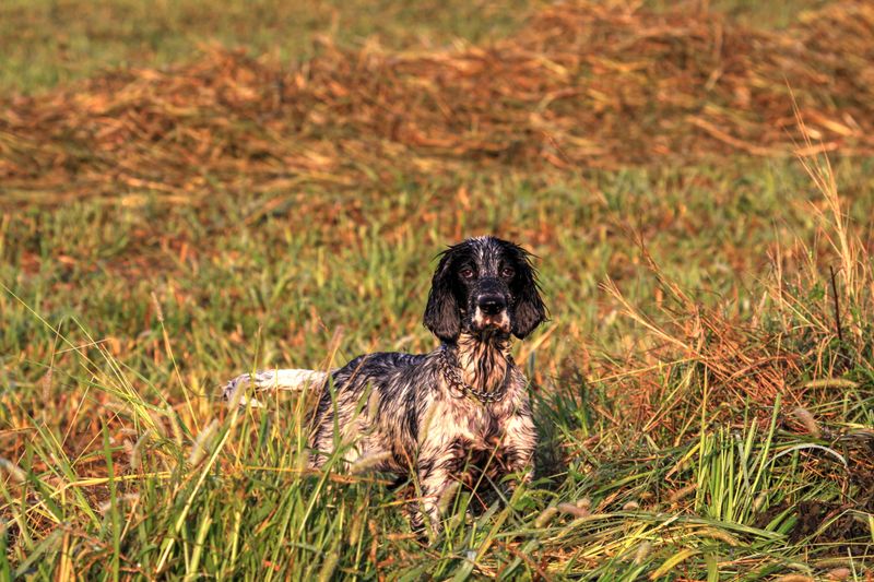 English Cocker Spaniel: Small Dog, Serious Nose