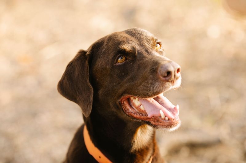 Labrador Retriever: A Reliable Supporting Player