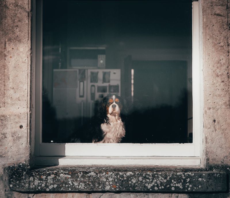 Practicing Alone-Time Skills Without Excessive Barking