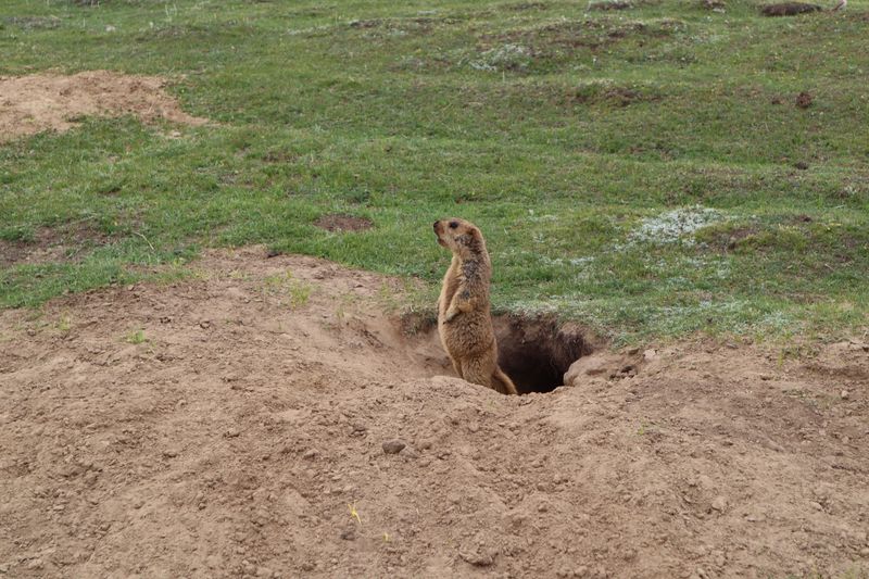 Hidden Holes and Wildlife Burrows in Soft Soil