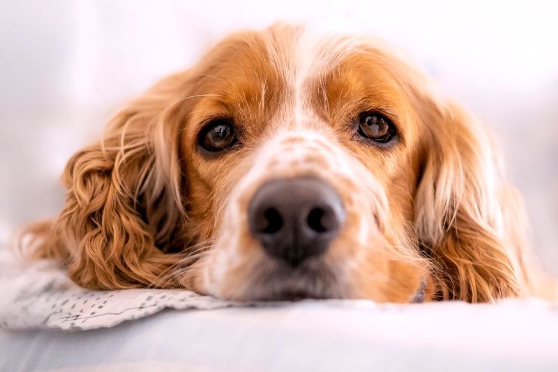 Share Your Dog’s Emergency Contacts