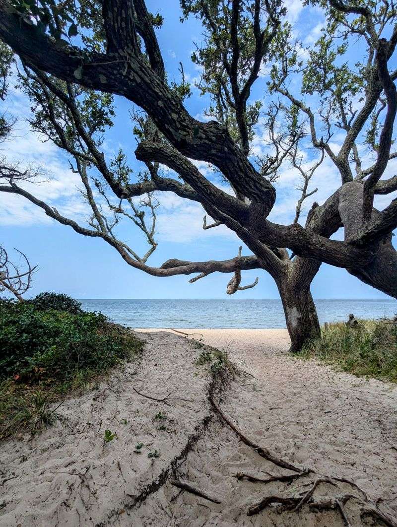 Finish Under the Trees at Springer’s Point Preserve