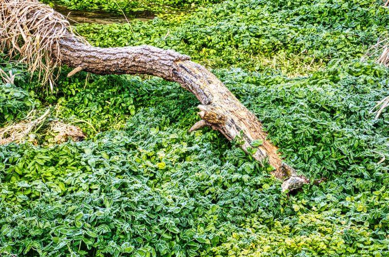 Rotting Branches and Falling Debris