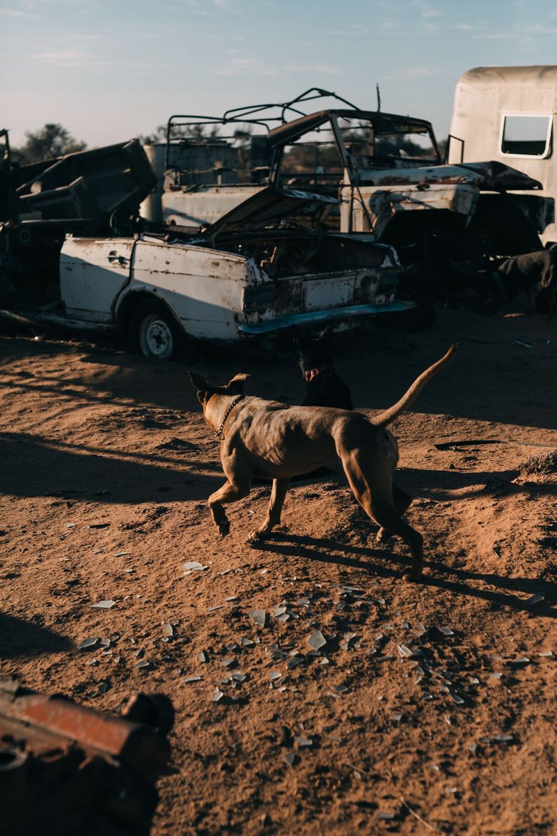 Keep Dogs Away From Dump Piles and Scrap Metal