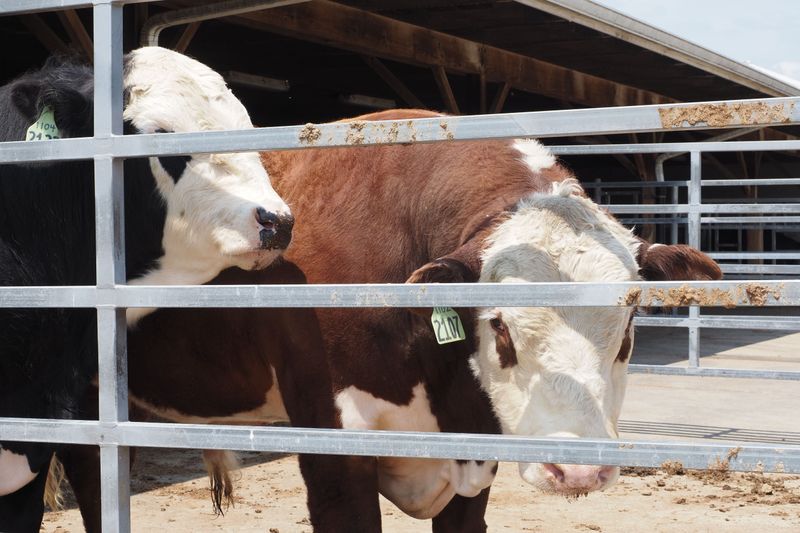 Livestock Pens Can Put Dogs in Harm's Way