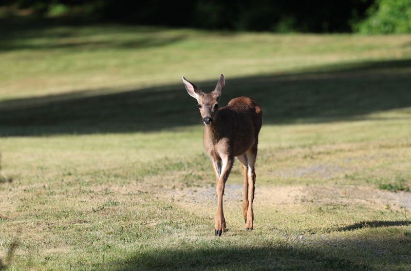 Wildlife Awareness Becomes an Everyday Habit