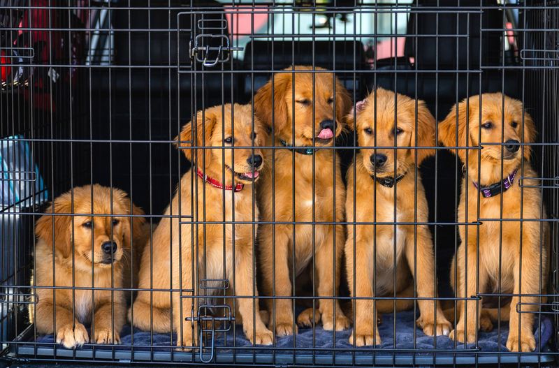 Review Georgia’s Dog Sale Requirements