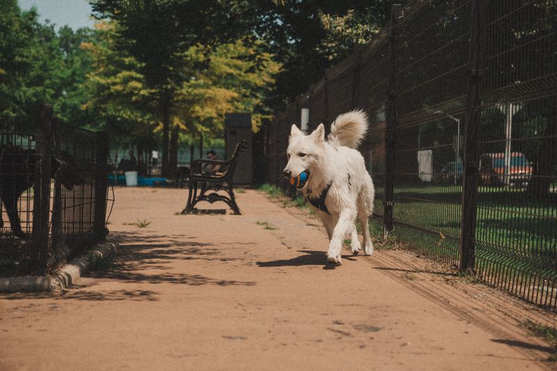 Use Dog Runs Carefully During the First Month