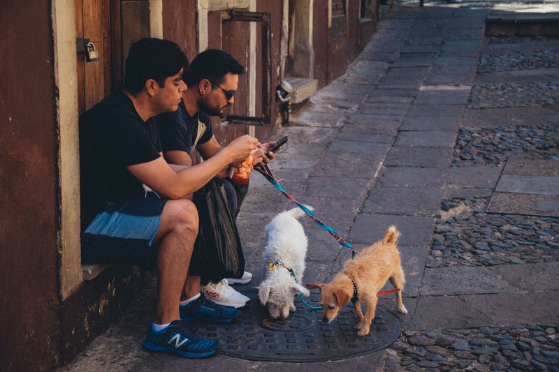 Fill Out the CDC Dog Import Form