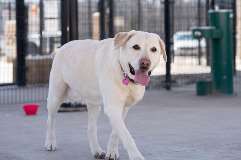 Explore Chicago’s Dog-Friendly Parks