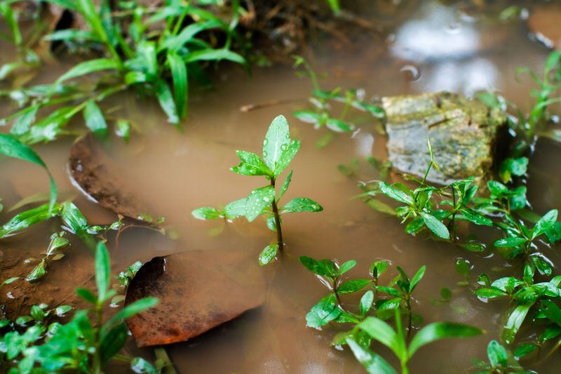 Mosquitoes Breeding in Standing Water
