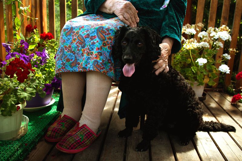 Curly-Coated Retriever: Calm, Curly, Unstoppable