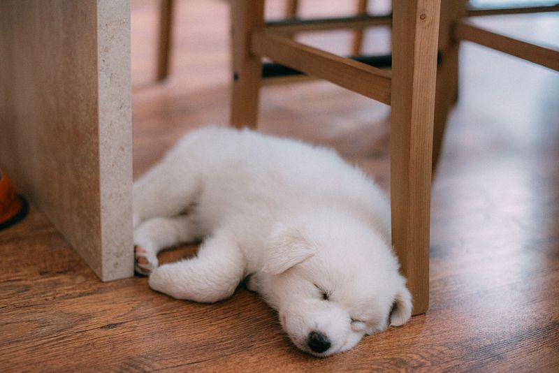 Quiet Rest Helps Puppies Handle Disrupted Days