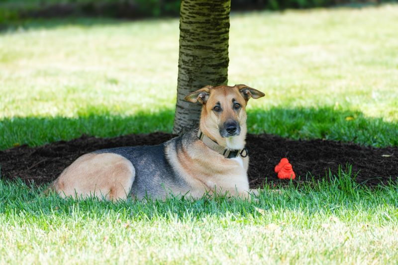 How Much Time the Dog Will Spend Outdoors