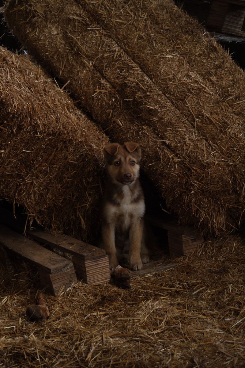 Barn Hunt