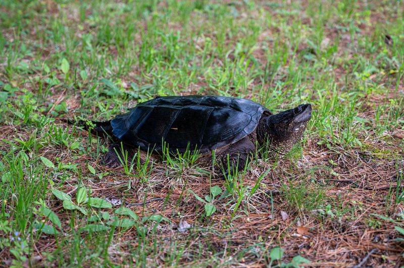Respect Wildlife at Indiana Reservoirs
