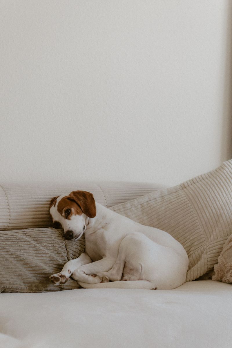 Indoor Dogs Need Protection Too