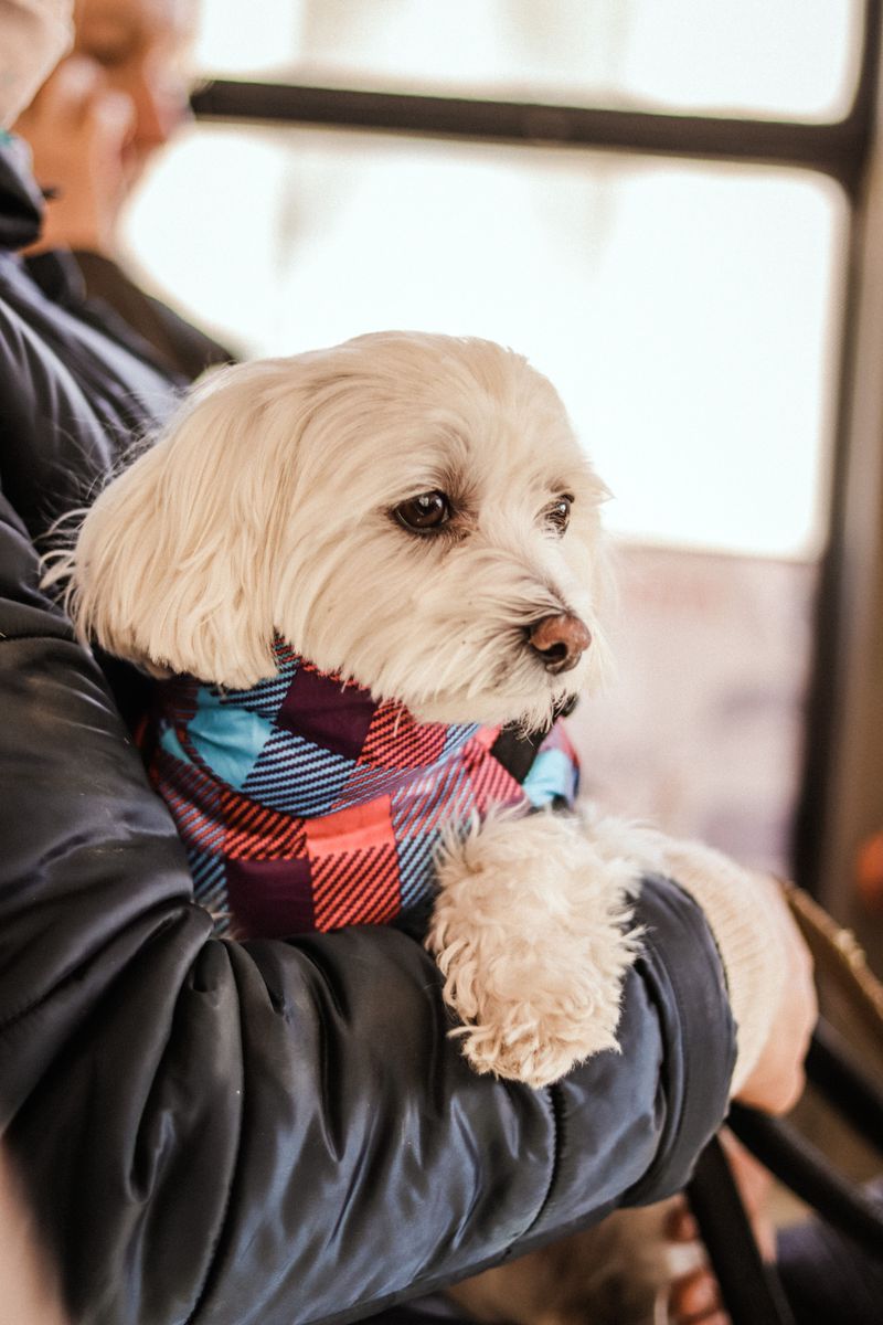 Annapolis Transit and Everyday Pets