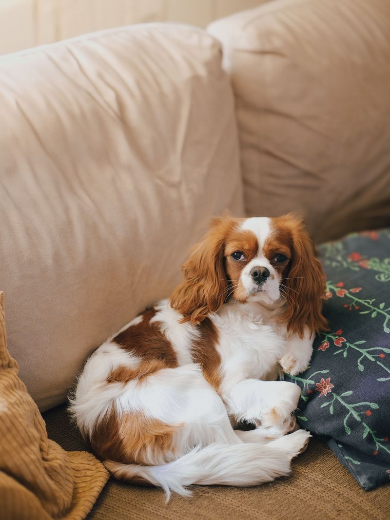 Cavalier King Charles Spaniel: Royal Cuddle Expert