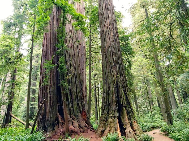 Howland Hill Road: Giant Trees, Careful Footsteps