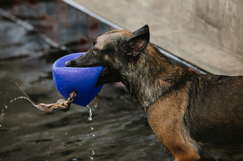 Chlorine Tablets Within Paw's Reach