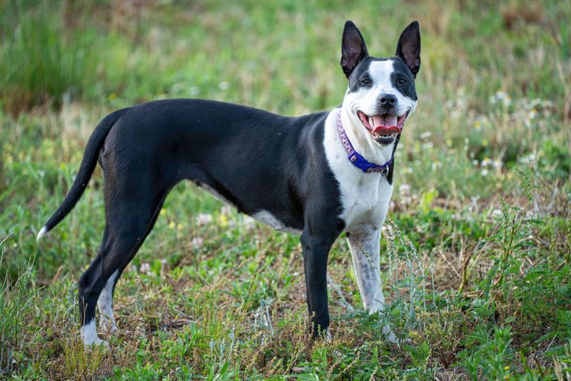 McNab Dog: California's Speedy Secret