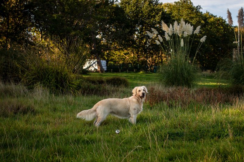 Golden Retriever: Sunshine in the Blind