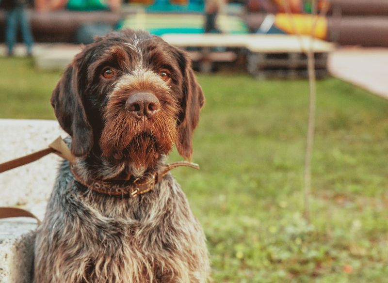 German Wirehaired Pointer: Briar-Proof and Bold