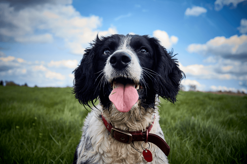 English Springer Spaniel: Bouncing Through the Brush