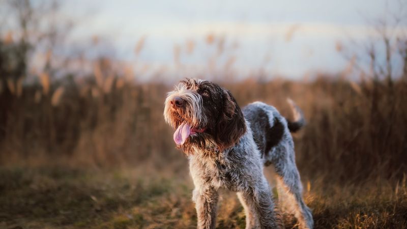 Wirehaired Pointing Griffon: The 4x4 of Dogs