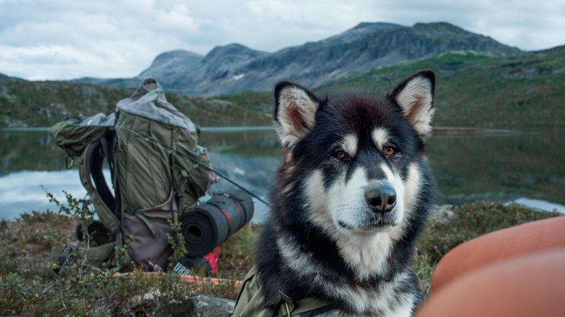 Pack a Simple Dog Day Kit