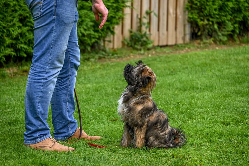 Teach Your Dog to Stop on Cue