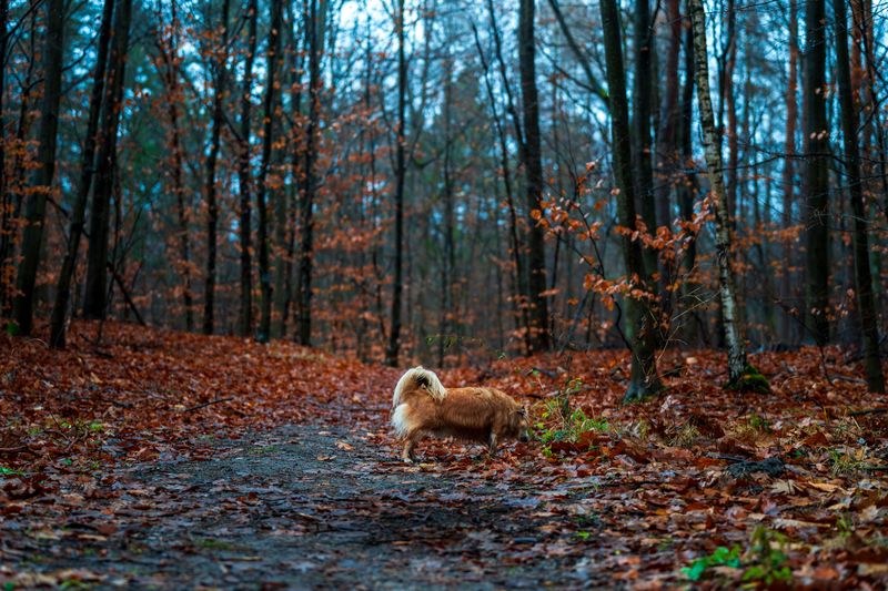 Avoid Dawn and Dusk in Hunting Areas