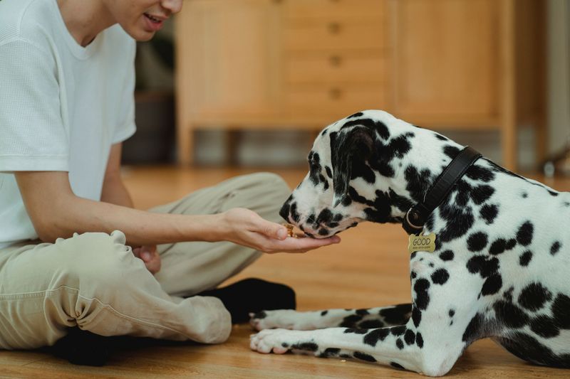 Reward Calm With Tasty Bites
