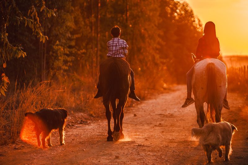 Always Yield to Horses
