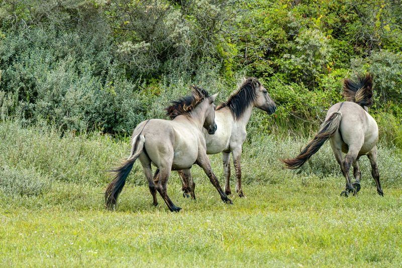 Recognize Signs That a Horse Feels Threatened